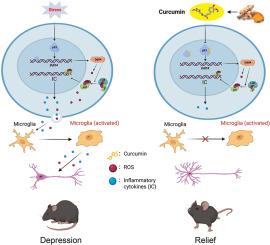 p53 promote oxidative stress, neuroinflammation and behavioral disorders via DDIT4-NF-κB signaling pathway
