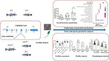 CRISPR/Cas9-mediated editing of ptprfb (protein tyrosine phosphatase receptor type fb) reveals its regulatory role in zebrafish spermatogenesis