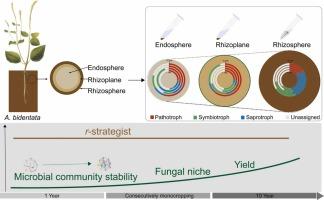 Microbially mediated ecological resilience in the root-soil continuum underlies Achyranthes bidentata adaptation to continuous cropping