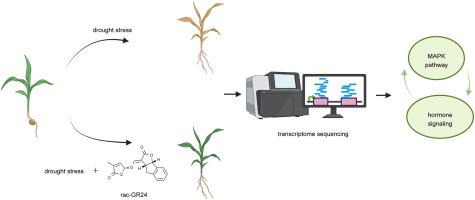 Effects of exogenous GR24 on the growth and gene expression of maize seedlings under drought stress