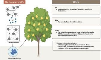Metal–phenolic networks improve biocontrol effect of Bacillus velezensis DM14 against pear anthracnose