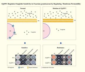 FgSPF1 regulates DON biosynthesis and fungicide sensitivity in fusarium graminearum by regulating toxisome formation and membrane permeability