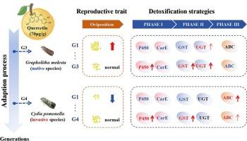 Different detoxification strategies of fruit borers adaptation to quercetin