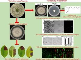 Trichoderma guizhouense COTG-19 act as a potential biocontrol agent against Camellia oleifera anthracnose