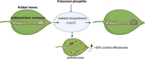 Potassium phosphite effectively controls rubber tree anthracnose by inhibiting melanin biosynthesis of Colletotrichum siamense