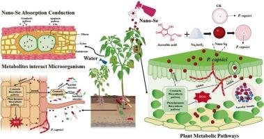Nanoselenium-driven reduction in chemical fungicide usage: Eco-safety enhancement in pepper Phytophthora capsici control
