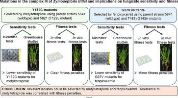 Mutations in the complex III of Zymoseptoria tritici and implications on fungicide sensitivity and fitness