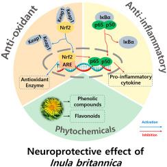 Inula britannica exerts antioxidant and anti-inflammatory effects in SH-SY5Y cells through the Nrf2–Keap1 signaling pathway