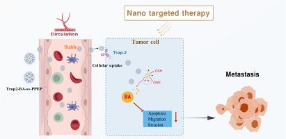 Preparation of baicalin nano prodrug and its effect on inhibiting metastasis of triple-negative breast cancer