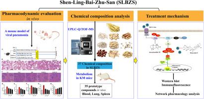 Mechanism and spectrum effect relationship of Shen-Ling-Bai-Zhu-San in treating viral pneumonia via inhibiting the PI3K/AKT/NF-κB signaling pathway