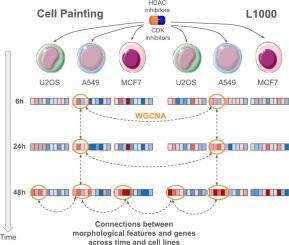 Cell morphology and gene expression: tracking changes and complementarity across time and cell lines