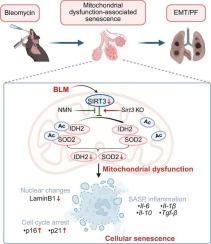 Mitochondrial dysfunction-associated cellular senescence is partially involved in bleomycin-induced pulmonary fibrosis in mice