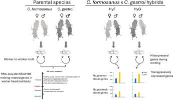 Transgressive gene expression disrupts the molting process in hybrids of two invasive termites