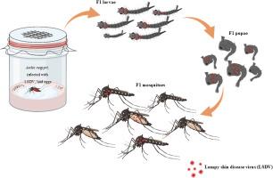 First experimental evidence of the transovarial transmission of lumpy skin disease virus by Aedes aegypti (Diptera: Culicidae)