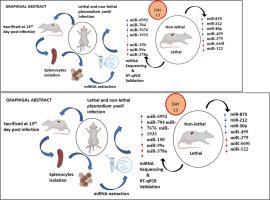 Differential expression of miRNAs dictates the susceptibility/resistance during malaria pathogenesis