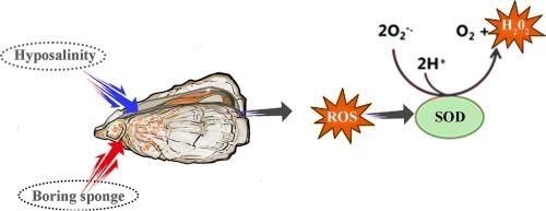 The impact of short-term hyposalinity stress on the Pacific oyster (Magallana gigas) infested with boring sponges (Pione vastifica)