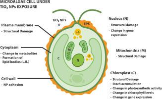 The currently knowledge on toxicity of TiO2 nanoparticles in microalgae: A systematic review