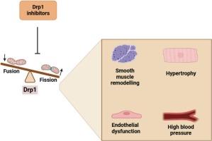 Balancing act: Drp1 inhibition and mitochondrial homeostasis in cardiovascular diseases
