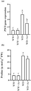 Effect of Azospirillum brasilense on P5CS gene expression, physiological traits, and antioxidant activity responses of wheat under water stress condition