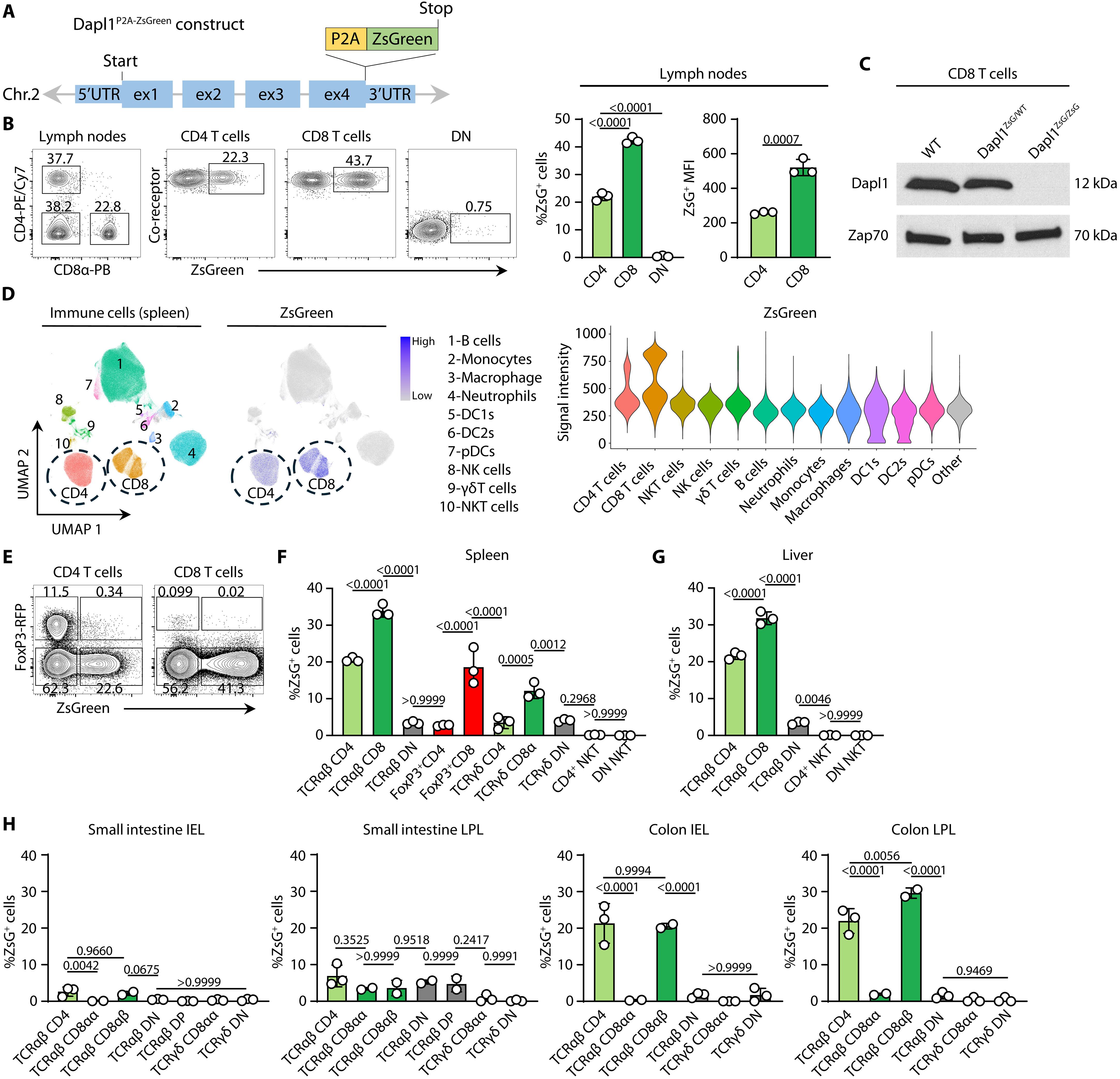 A Dapl1+ subpopulation of naïve CD8 T cells is enriched for memory-lineage precursors