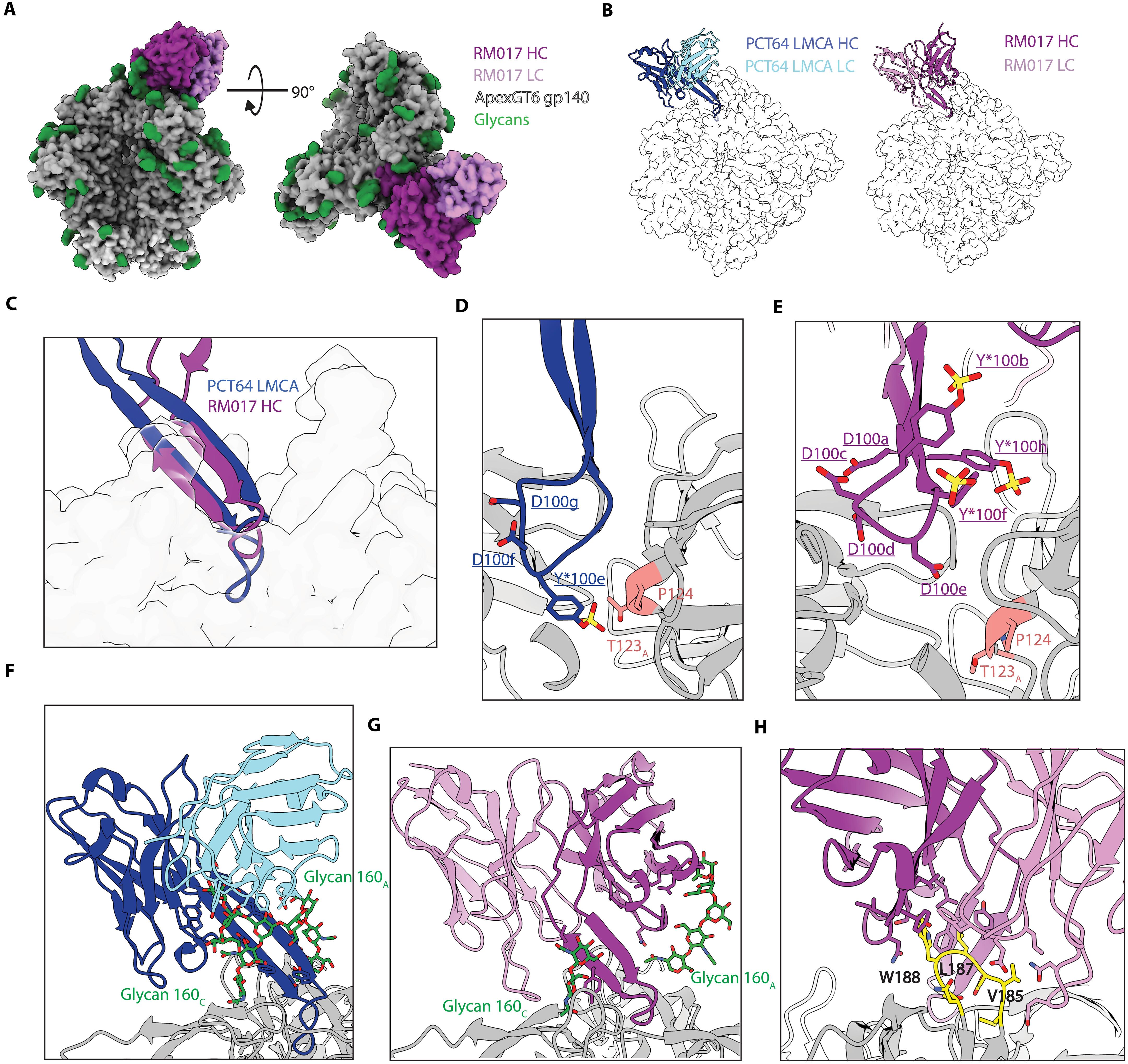 HIV broadly neutralizing antibody precursors to the Apex epitope induced in nonhuman primates