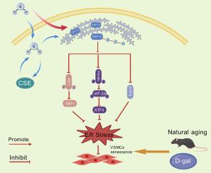 Hydrogen sulfide alleviates vascular smooth muscle cell senescence by inhibiting endoplasmic reticulum stress