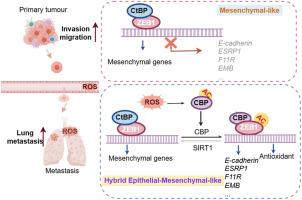 Oxidative stress-induced ZEB1 acetylation drives a hybrid epithelial-mesenchymal phenotype and promotes lung metastasis in triple-negative breast cancer
