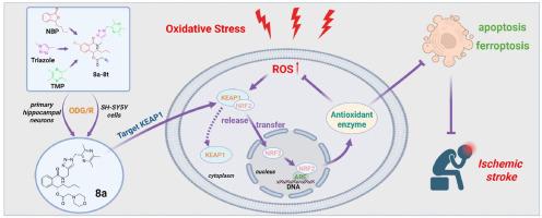 N-butylphthalide (NBP) and ligustrazine (TMP) triazole hybrids target the KEAP1-NRF2 pathway to inhibit ferroptosis and exert brain neuroprotectivity