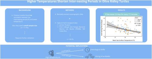 Higher temperatures shorten inter-nesting periods in olive ridley turtles