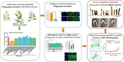 Mechanistic insights into chlorogenic acid and caffeic acid as novel juvenile hormone antagonists