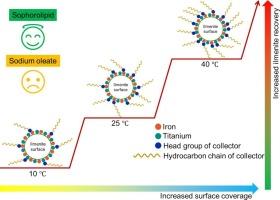 Green flotation of ilmenite with bio-based sophorolipid: New insights into the effects of temperature on interfacial adsorption