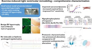 Long-term exercise training is associated with unique cardiac troponin I phosphorylation pattern and benign myocardial hypertrophy in the right ventricle in an experimental model of exercise-induced myocardial remodelling
