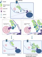 NAADP-mediated calcium release promotes angiopoietin 2 secretion by regulating Rab46-dependent Weibel-Palade body trafficking