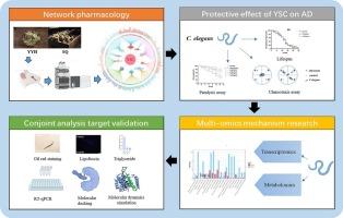 Yanghuo Sanqi capsule against Alzheimer's disease by upregulating lipid metabolism: Network pharmacology and multi-omics analysis