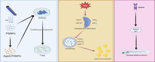 Aged nanoplastics reprogram the ER stress-autophagy crosstalk: A mechanistic gateway to skeletal malformations in zebrafish