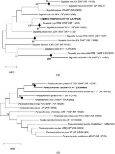 Segatella intestinalis sp. nov., and Parabacteroides caeci sp. nov., novel potential probiotics from the human gut microbiome