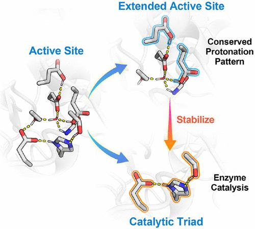 Conserved Protonation Pattern in the Extended Active Site of Human Carboxylesterase 1 and Its Impact on Enzyme Catalysis