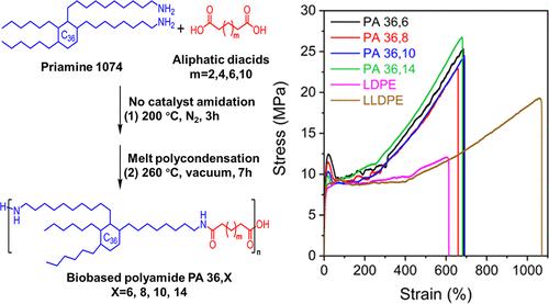 Biobased Polyamides with Polyethylene-like Properties through Catalyst-free Polycondensation