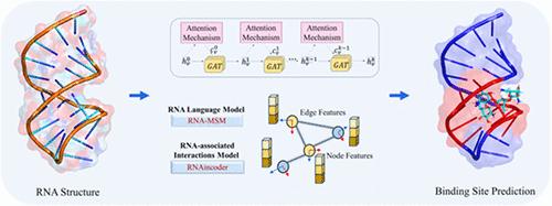 GATRsite: RNA–Ligand Binding Site Prediction Using Graph Attention Networks and Pretrained RNA Language Models