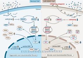 MicroRNA-93-5p alleviates uric acid-induced fibrosis in renal tubular epithelial cells by regulating the SMAD5/Id2 signaling pathway