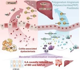 Postbiotic Limosilactobacillus reuteri cultured with Polygonatum kingianum polysaccharides ameliorates high-fat-high-sugar-deteriorated colitis and associated hepatobiliary disorders