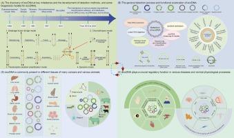 Emerging research insights and future perspectives on the advancement of eccDNA: A comprehensive review