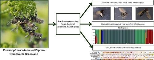 Dissecting multitrophic interactions: The relationships among Entomophthora, their dipteran hosts, and associated bacteria