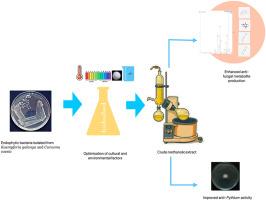 Metabolic optimization of endophytic bacteria from aromatic ginger (Kaempferia galanga), and black turmeric (Curcuma caesia), for enhanced biocontrol of Pythium myriotylum