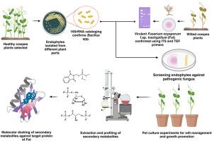 Profiling the bioactive metabolites of endophytic Bacillus involved in antagonistic interaction with the Fusarium pathogen of cowpea