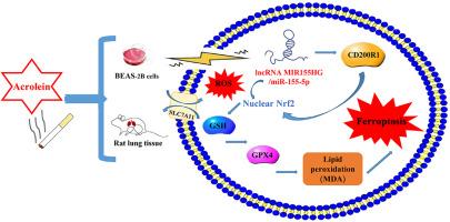 Comprehensive transcriptome sequencing and biochemical studies revealed that acrolein induced lung injury in BEAS-2B cells and male rats through the lncRNA MIR155HG/miR-155-5p/CD200R1 and Nrf2/SLC7A11/GPX4 ferroptosis pathways