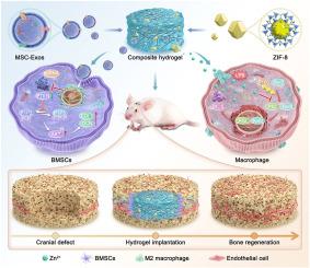 Hydrogel scaffold encapsulating MSC-Exos and ZIF-8 promotes bone regeneration via coordinating osteogenesis and immunomodulation