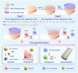 Spontaneous dynamic modulation of ionic/immune microenvironment on polyetheretherketone for sequential anti-infection and osseointegration