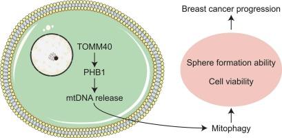 Unraveling the power of TOMM40: Driving PHB1-mediated mtDNA release and mitophagy to fuel breast cancer progression