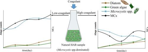 Challenges and ecological implications of residual PAC and SPFS coagulants in harmful algal bloom control
